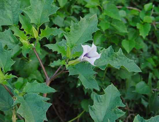 Datura