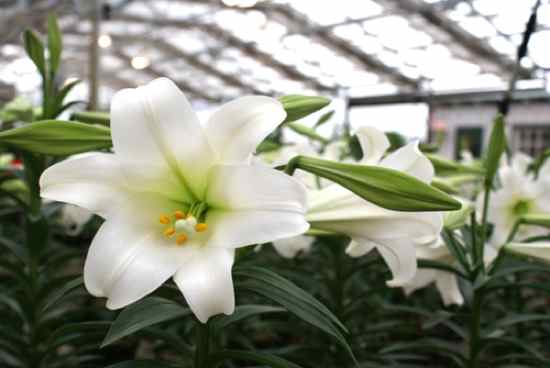 Poisonous lilly